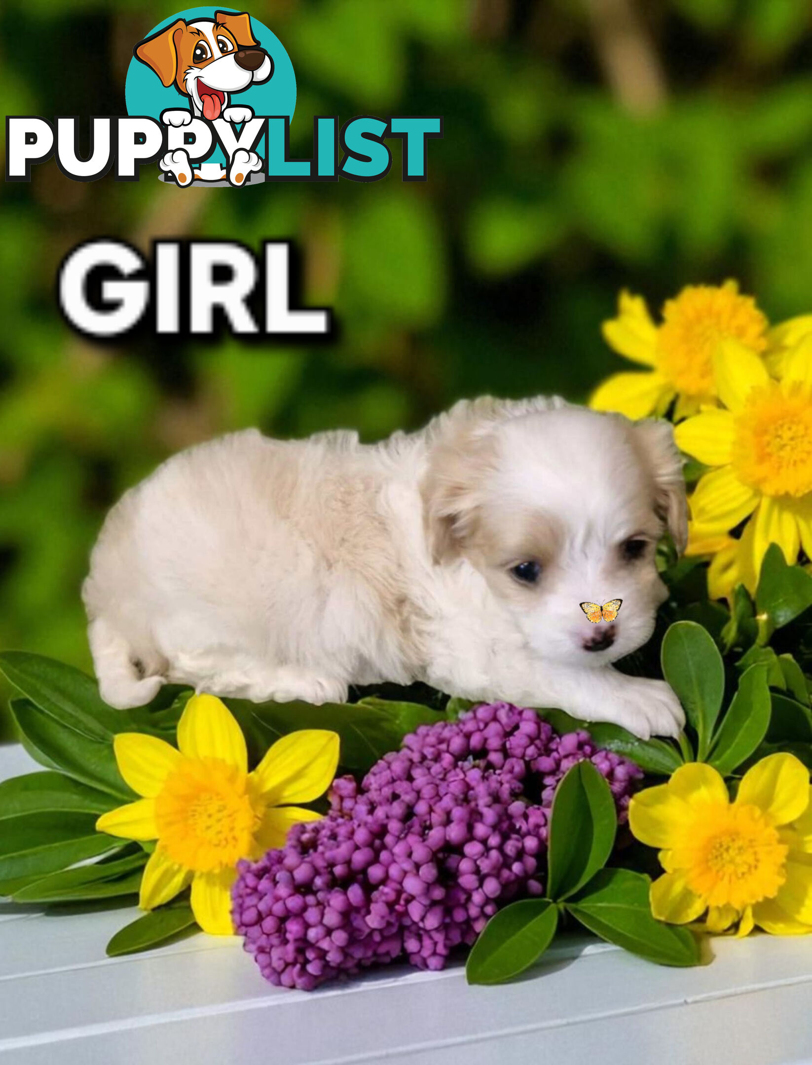 ADORABLE MALTALIER PUPPIES