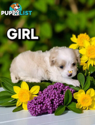 ADORABLE MALTALIER PUPPIES