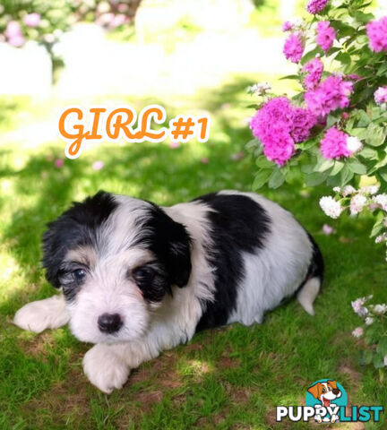 SIMPLY ADORABLE MALTALIER PUPPIES