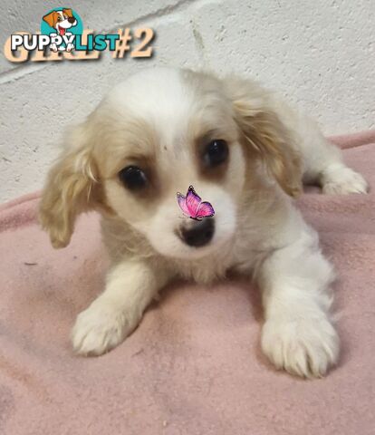 ADORABLE MALTALIER PUPPIES