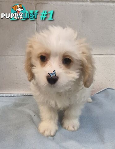 ADORABLE MALTALIER PUPPIES