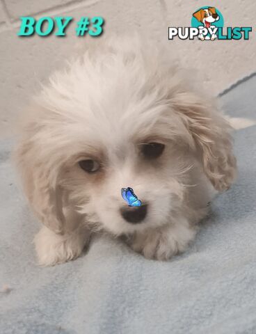 ADORABLE MALTALIER PUPPIES