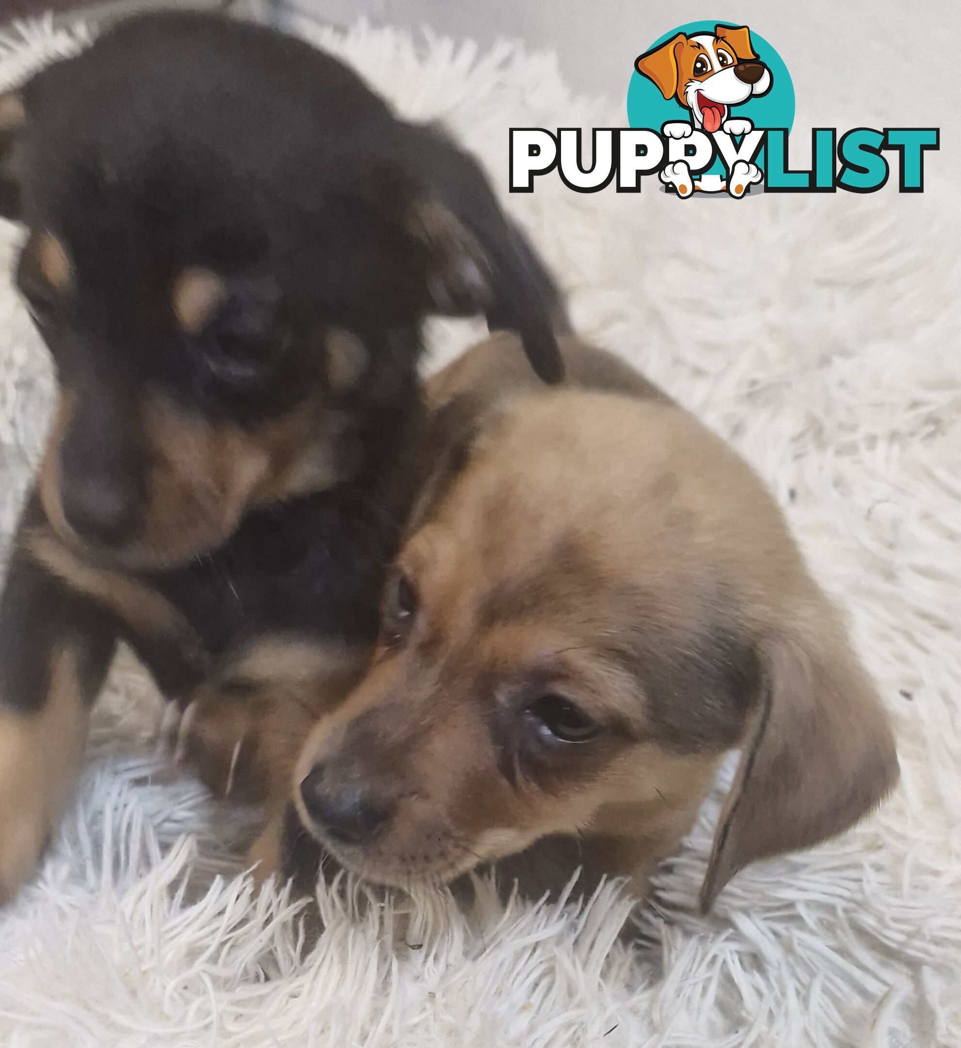 ADORABLE TEENIE CHIWEENIE PUPPIES