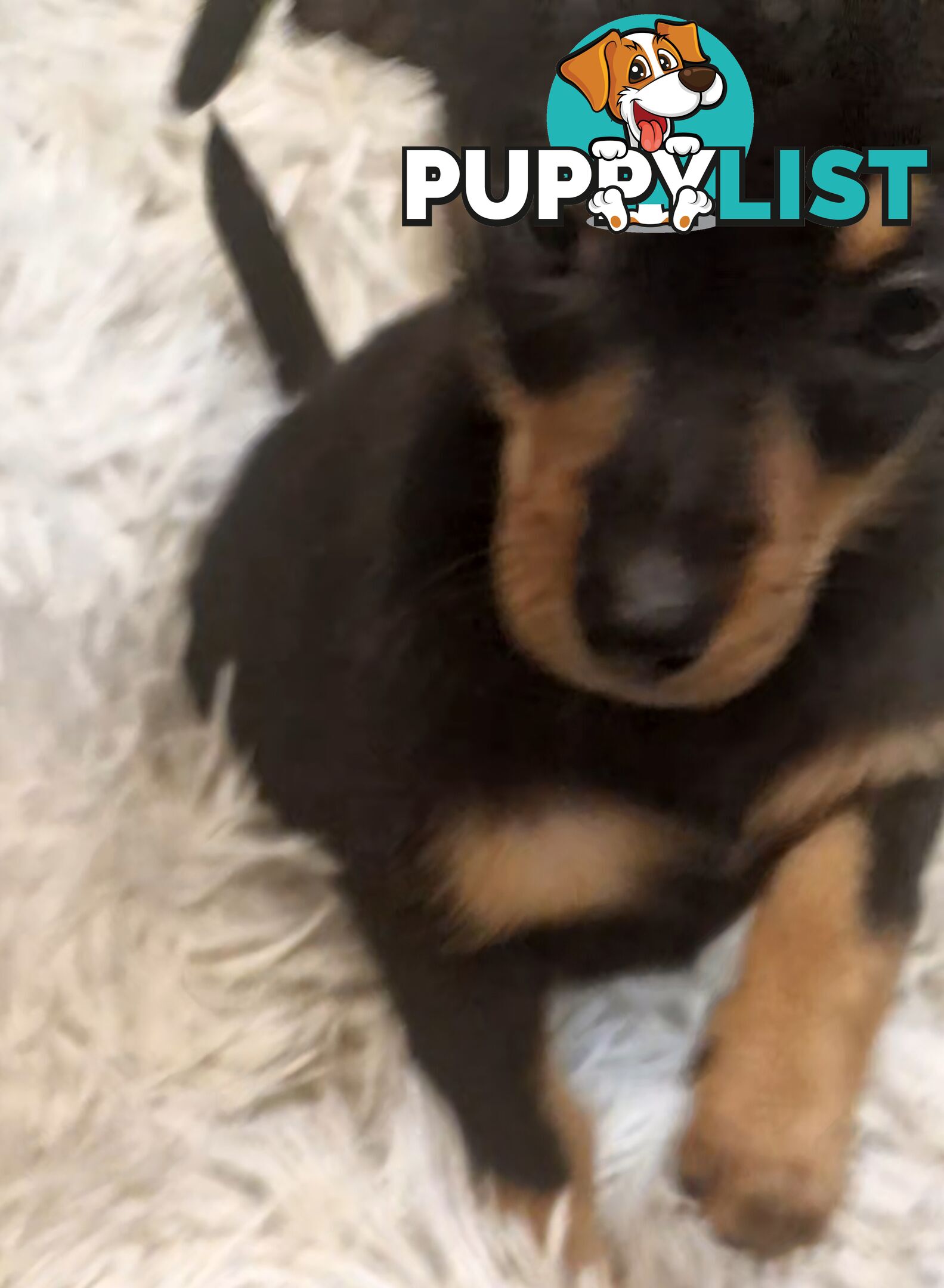 ADORABLE TEENIE CHIWEENIE PUPPIES