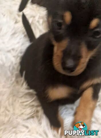 ADORABLE TEENIE CHIWEENIE PUPPIES