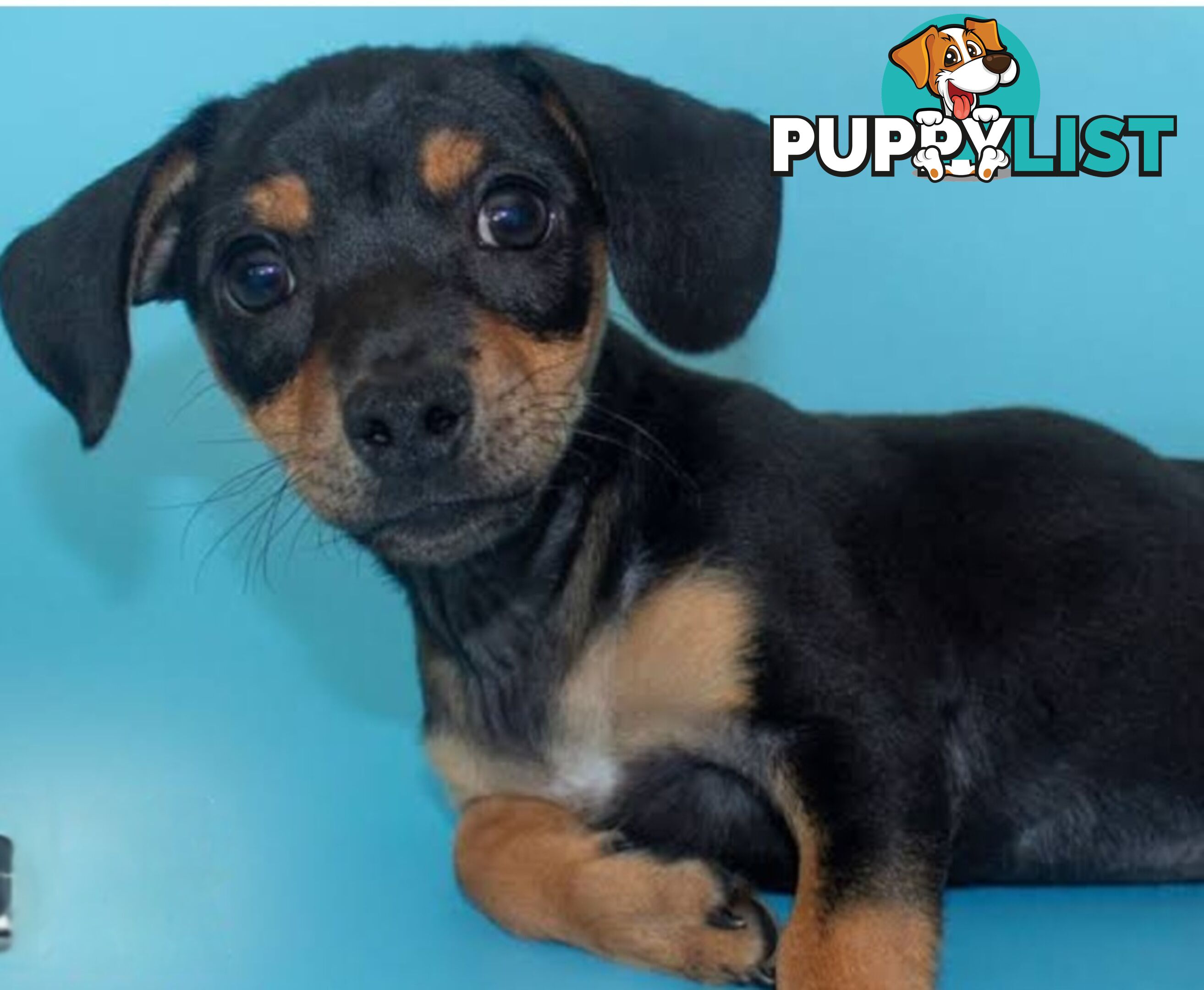 LAST SPUNKY CHIWEENIE BOY PUPPY