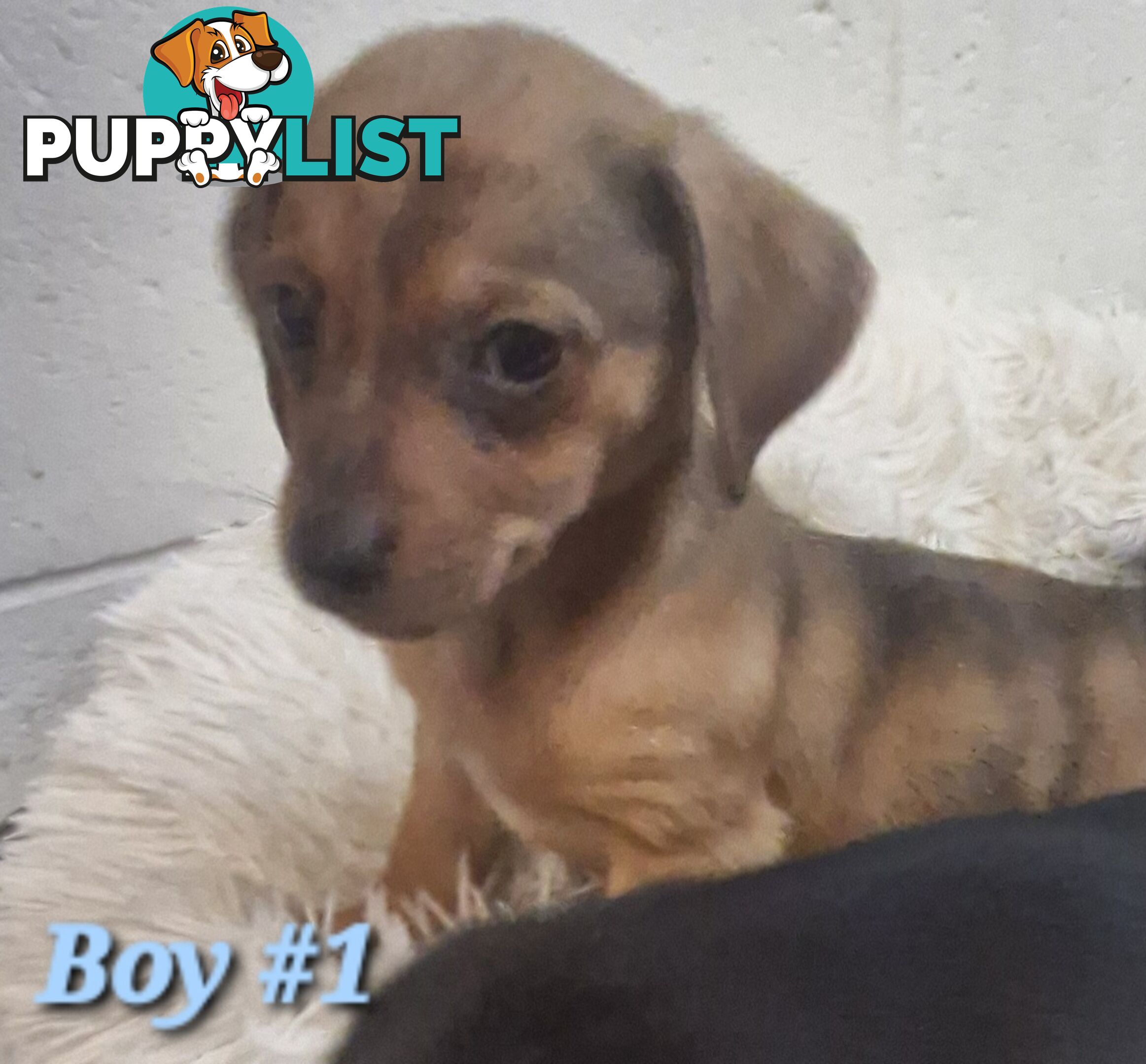 ADORABLE TEENIE CHIWEENIE PUPPIES