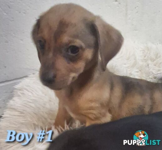 ADORABLE TEENIE CHIWEENIE PUPPIES