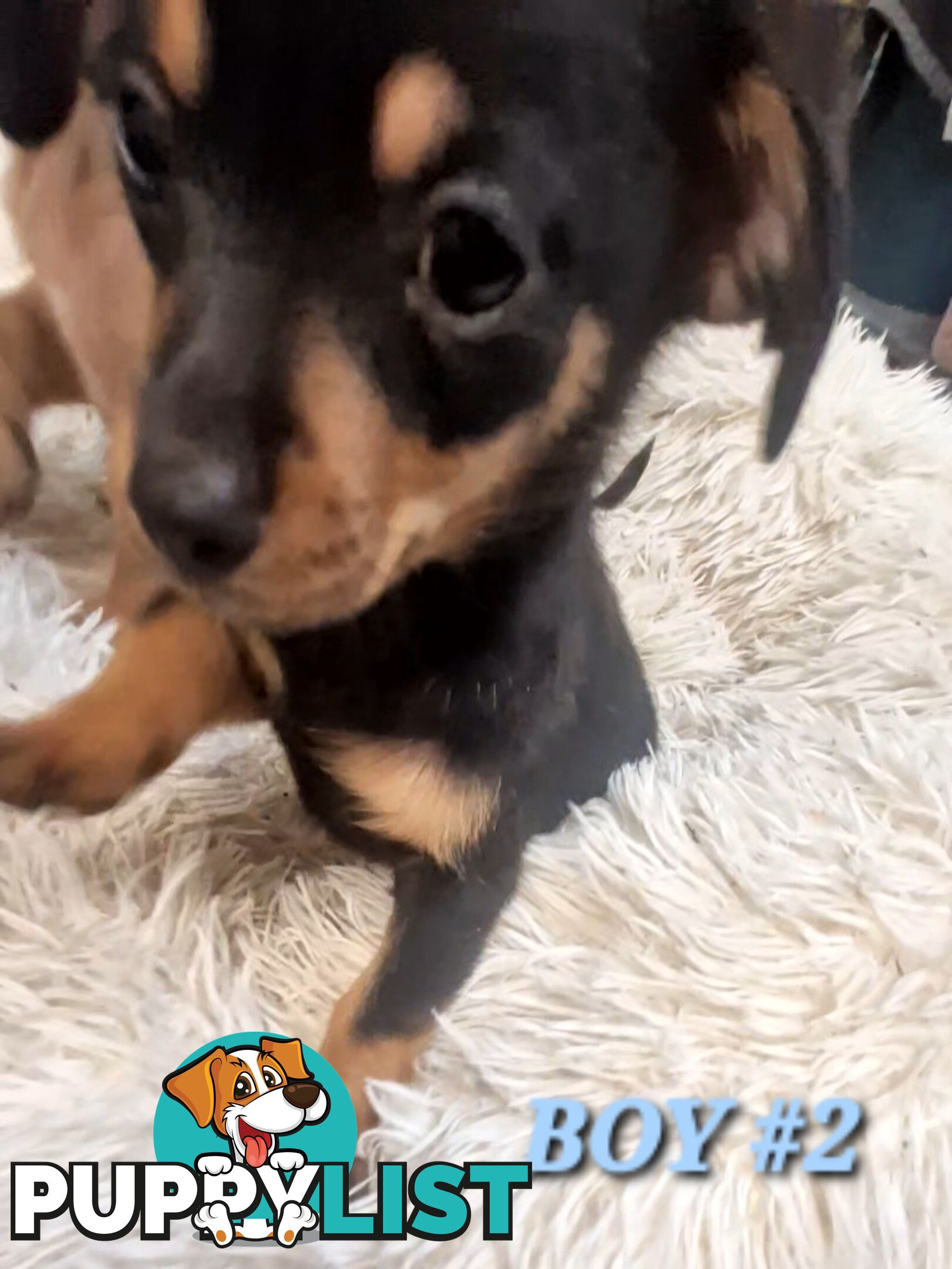 ADORABLE TEENIE CHIWEENIE PUPPIES