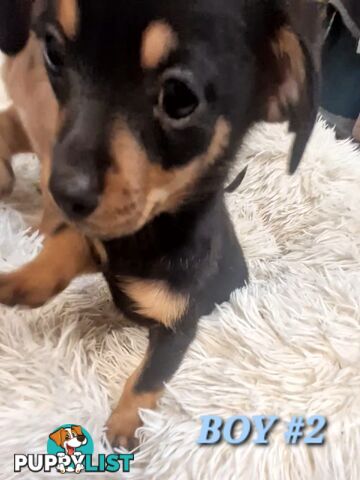 ADORABLE TEENIE CHIWEENIE PUPPIES