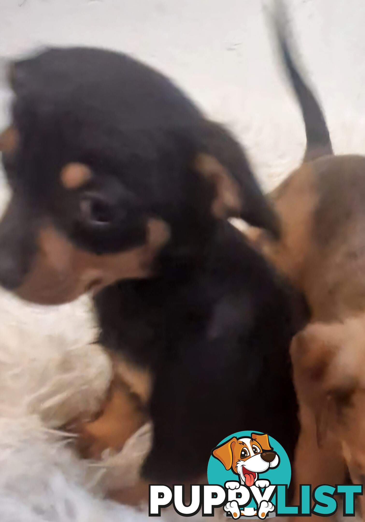 ADORABLE TEENIE CHIWEENIE PUPPIES
