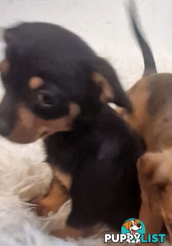ADORABLE TEENIE CHIWEENIE PUPPIES