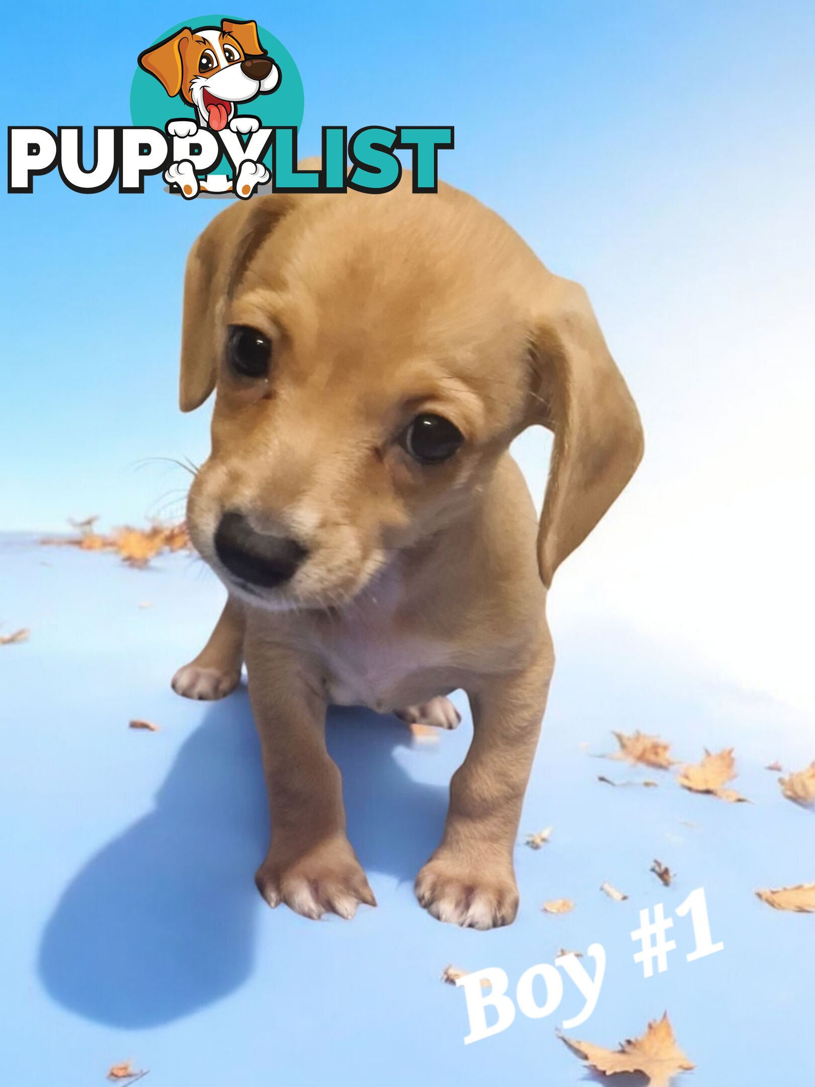 ADORABLE TEENIE CHIWEENIE PUPPIES