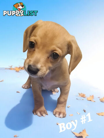 ADORABLE TEENIE CHIWEENIE PUPPIES