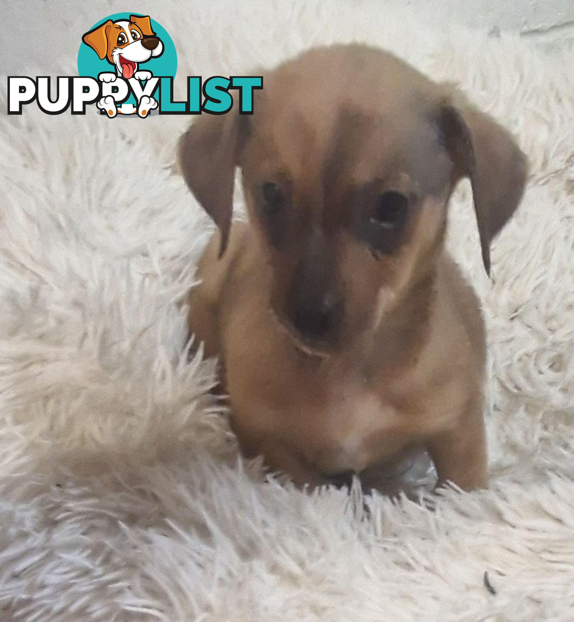 ADORABLE TEENIE CHIWEENIE PUPPIES