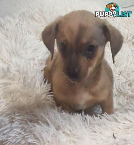 ADORABLE TEENIE CHIWEENIE PUPPIES