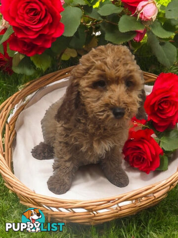 LAST ADORABLE RUBY TOY SPOODLE BOY