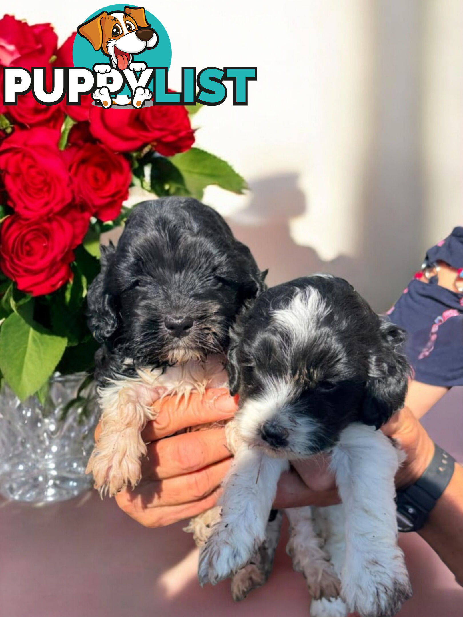 ADORABLE CAVOODLE PUPPIES COMING SOON!!!!