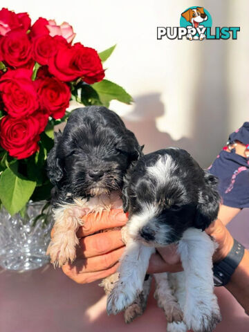 ADORABLE CAVOODLE PUPPIES COMING SOON!!!!