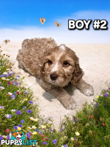 ABSOLUTELY BEAUTIFUL SPOODLE PUPPIES