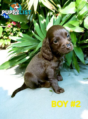 LAST STUNNING SPOODLE BOY
