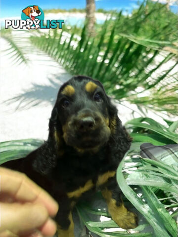 ABSOLUTELY BEAUTIFUL SPOODLE PUPPIES