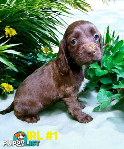LAST STUNNING SPOODLE BOY