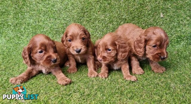 STUNNING SPOODLE PUPPIES