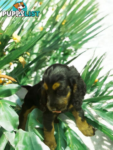 ABSOLUTELY BEAUTIFUL SPOODLE PUPPIES