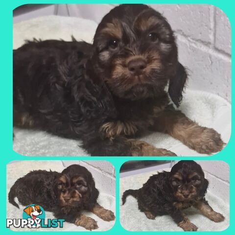 ABSOLUTELY BEAUTIFUL SPOODLE PUPPIES