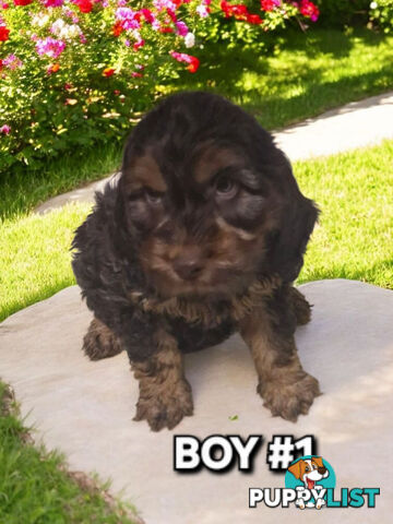 ABSOLUTELY BEAUTIFUL SPOODLE PUPPIES