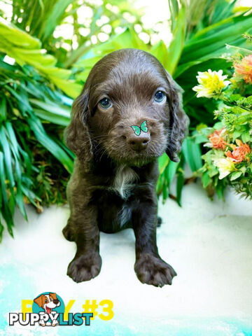 LAST STUNNING SPOODLE BOY
