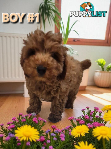 STUNNING RUBY TOY SPOODLE PUPPIES