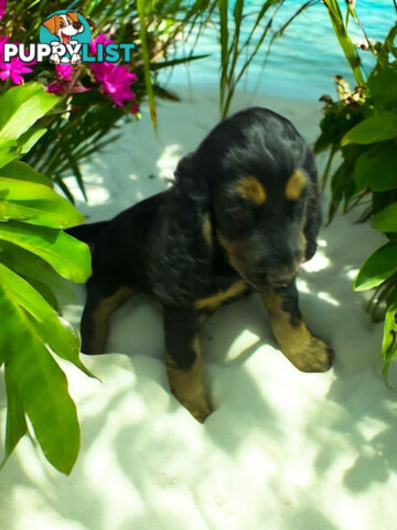 ABSOLUTELY BEAUTIFUL SPOODLE PUPPIES