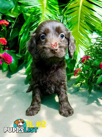 LAST STUNNING SPOODLE BOY