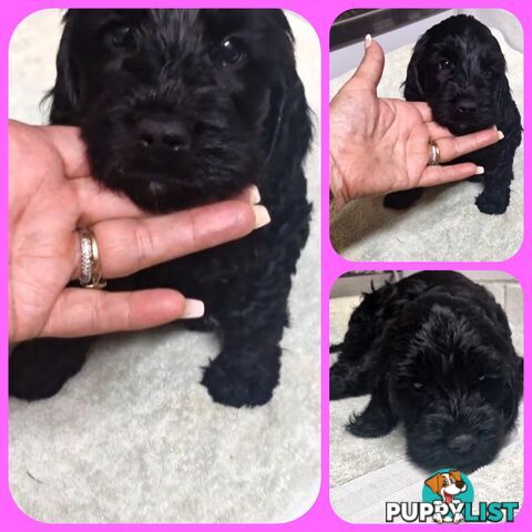 ABSOLUTELY BEAUTIFUL SPOODLE PUPPIES