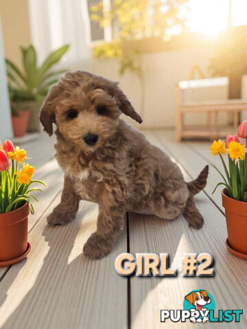 STUNNING RUBY TOY SPOODLE PUPPIES