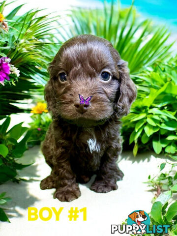 LAST STUNNING SPOODLE BOY