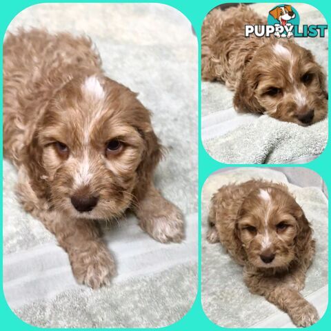 ABSOLUTELY BEAUTIFUL SPOODLE PUPPIES