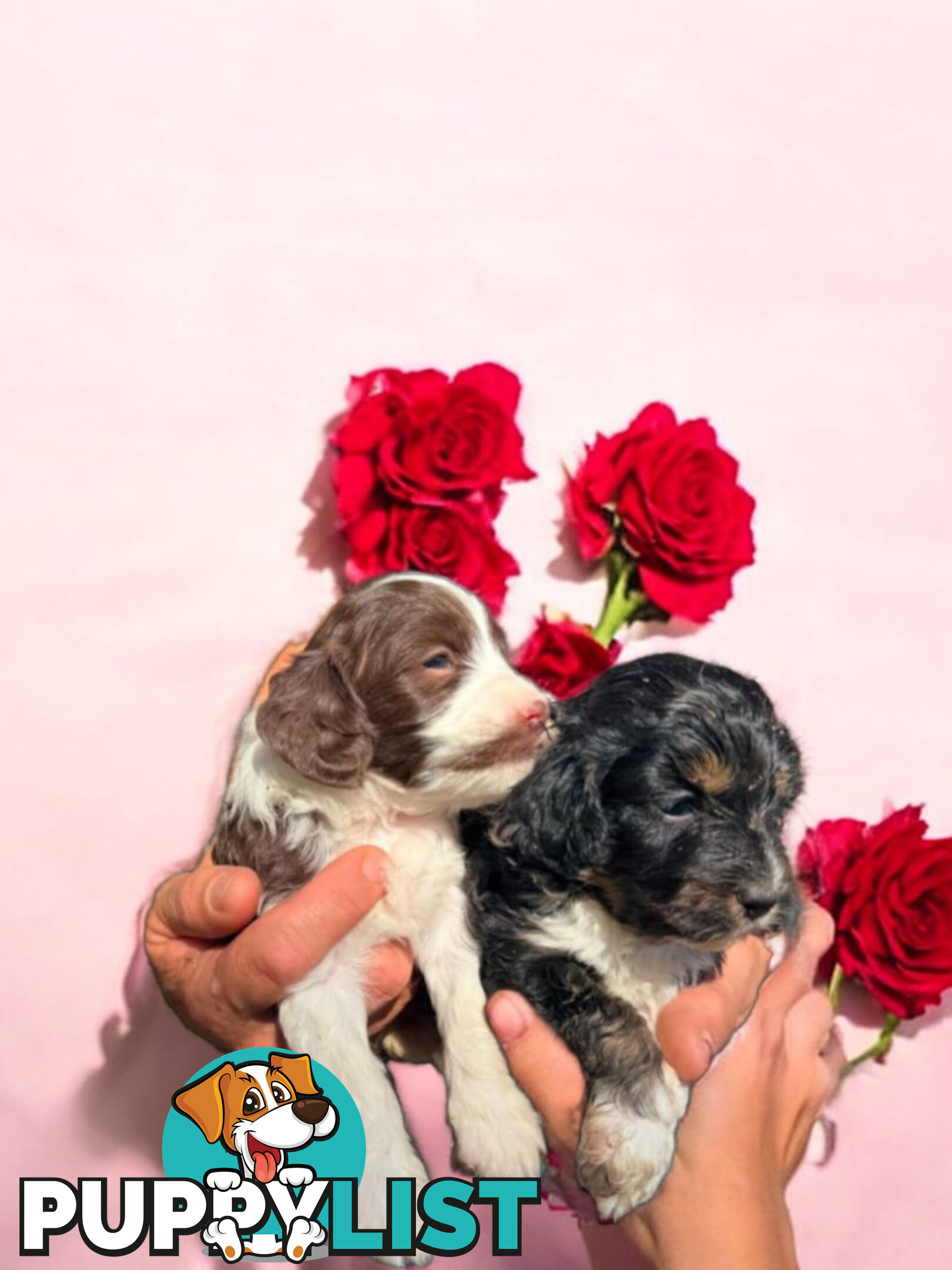 ADORABLE CAVOODLE PUPPIES COMING SOON!!!!