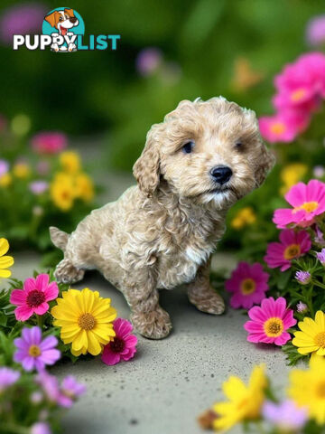 STUNNING GOLDEN TOY SPOODLE PUPPIES