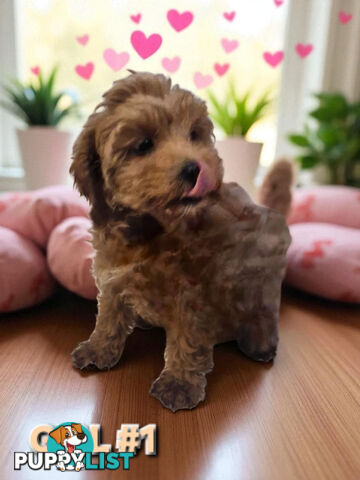 STUNNING RUBY TOY SPOODLE PUPPIES