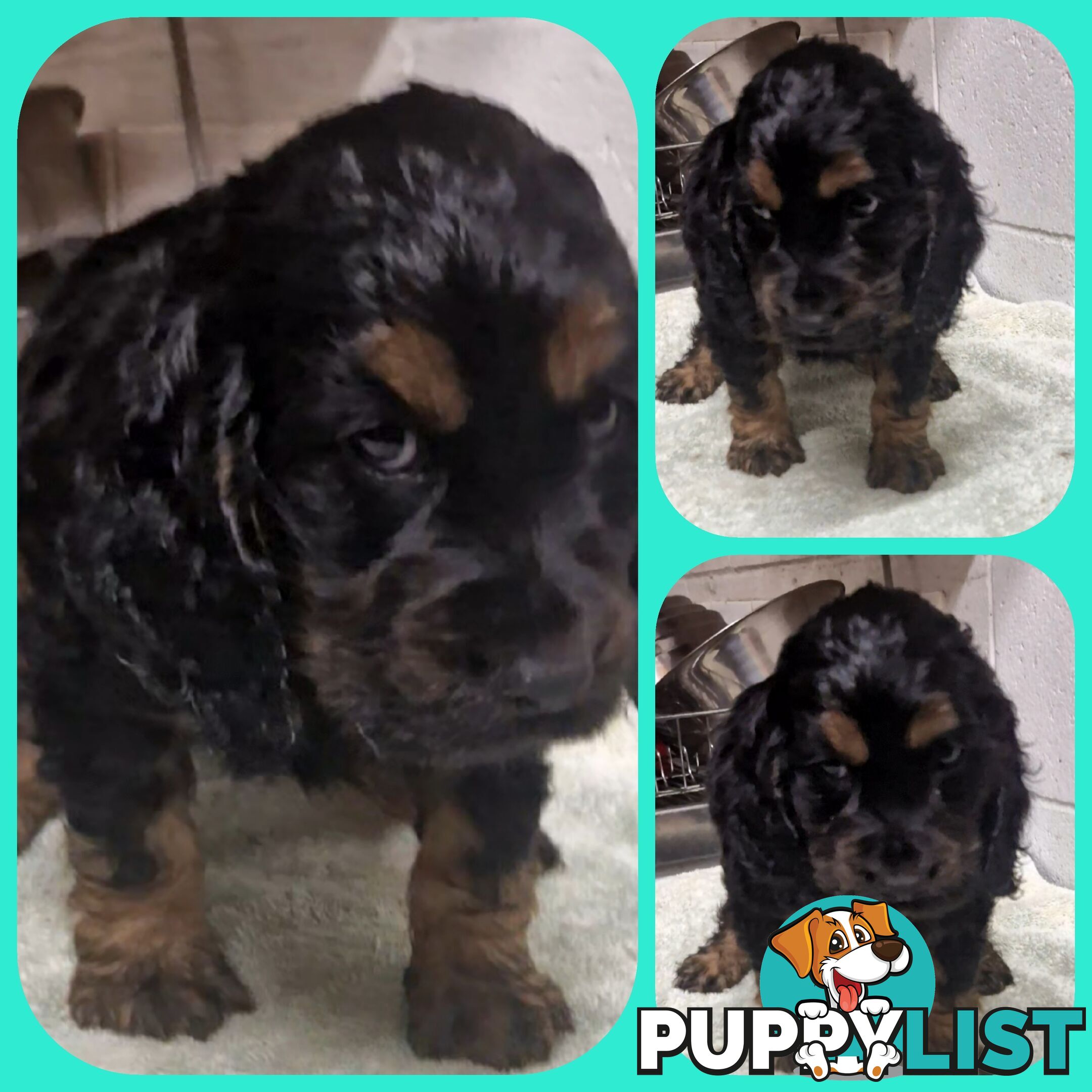 ABSOLUTELY BEAUTIFUL SPOODLE PUPPIES