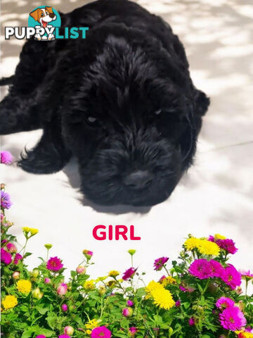 ABSOLUTELY BEAUTIFUL SPOODLE PUPPIES