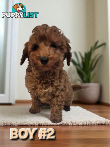 STUNNING RUBY TOY SPOODLE PUPPIES