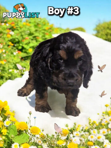 ABSOLUTELY BEAUTIFUL SPOODLE PUPPIES