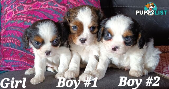 ADORABLE STRAIGHT HAIR CAVOODLE PUPPIES