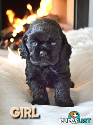 STUNNING COCKER SPANIEL PUPPIES  