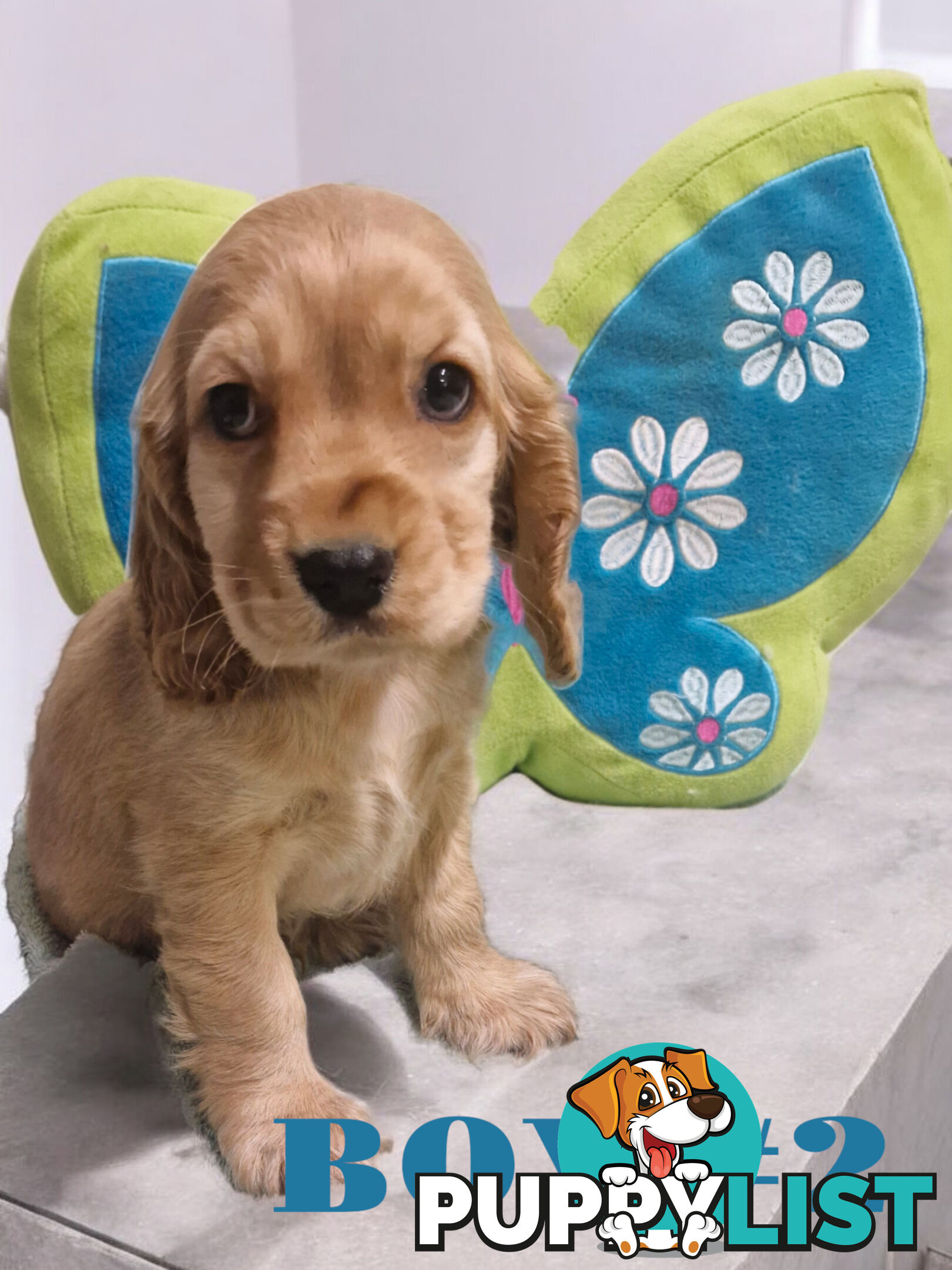 STUNNING COCKER SPANIEL PUPPIES  