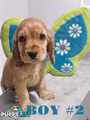 STUNNING COCKER SPANIEL PUPPIES  